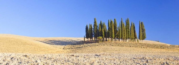 Picture of ITALY, TUSCANY CYPRESS GROVE PANORAMIC