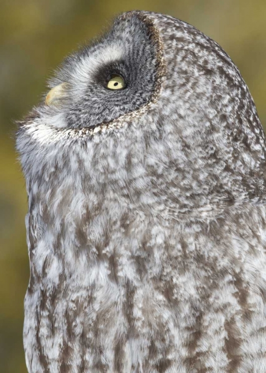 Picture of CANADA, QUEBEC, BEAUPORT GREAT GRAY OWL