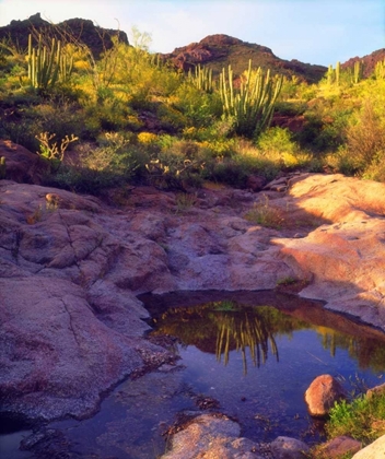 Picture of AZ SPRING WITH ORGAN PIPE CACTI ALONG A STREAM