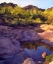 Picture of AZ SPRING WITH ORGAN PIPE CACTI ALONG A STREAM