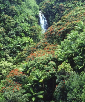 Picture of USA, HAWAII, WATERFALL IN A TROPICAL RAIN FOREST