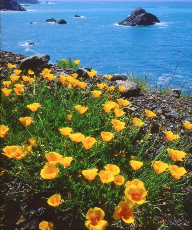 Picture of USA, CALIFORNIA, POPPIES ALONG THE PACIFIC COAST