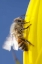 Picture of USA, CALIFORNIA, SAN DIEGO, HONEY BEE TAKING OFF