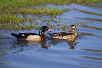 Picture of USA, CALIFORNIA, SAN DIEGO, LAKESIDE WOOD DUCKS