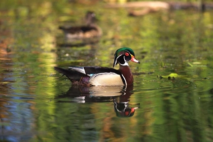 Picture of USA, CALIFORNIA, SAN DIEGO, LAKESIDE WOOD DUCKS