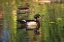 Picture of USA, CALIFORNIA, SAN DIEGO, LAKESIDE WOOD DUCKS