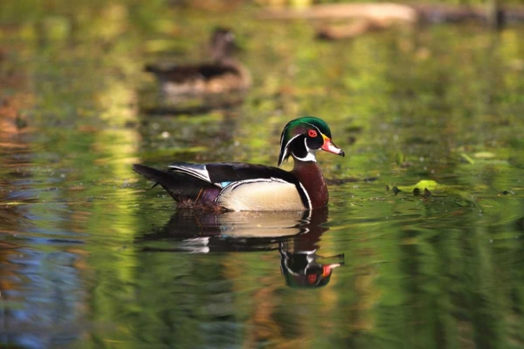 Picture of USA, CALIFORNIA, SAN DIEGO, LAKESIDE WOOD DUCKS