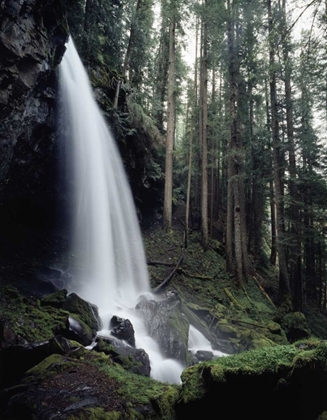 Picture of USA, OREGON, A WATERFALL IN AN OLD-GROWTH FOREST
