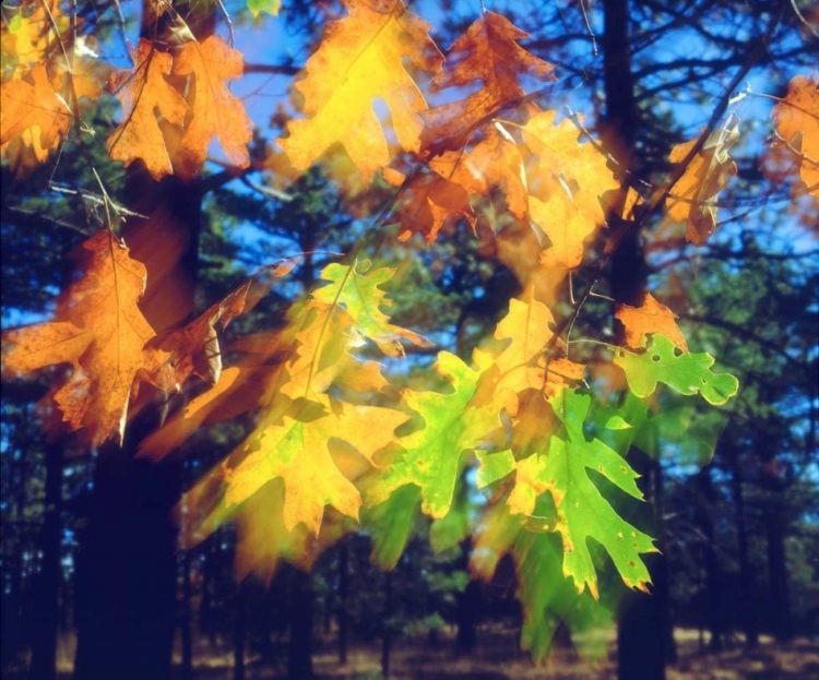 Picture of CALIFORNIA, BLACK OAK LEAVES BLOWING IN THE WIND