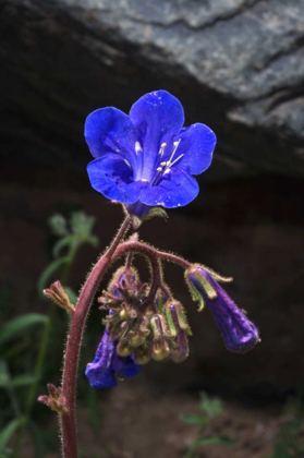 Picture of CALIFORNIA, JOSHUA TREE NP PHACELIA WILDFLOWERS