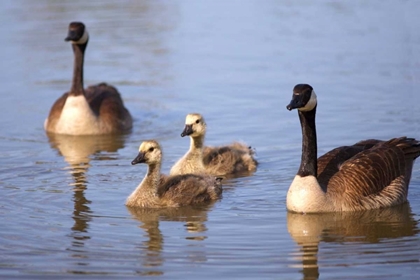 Picture of CALIFORNIA, SAN DIEGO, LAKESIDE CANADA GOSLINGS