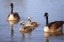 Picture of CALIFORNIA, SAN DIEGO, LAKESIDE CANADA GOSLINGS