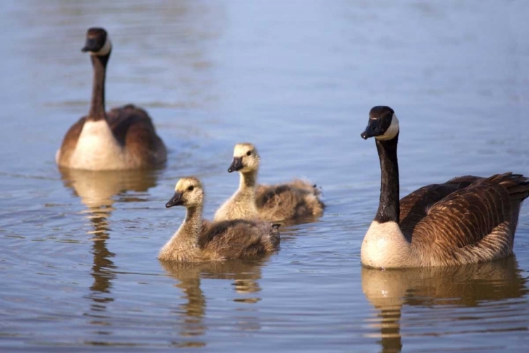 Picture of CALIFORNIA, SAN DIEGO, LAKESIDE CANADA GOSLINGS