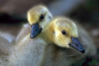 Picture of CALIFORNIA, SAN DIEGO, LAKESIDE CANADA GOSLINGS