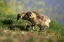 Picture of CALIFORNIA, SAN DIEGO, LAKESIDE CANADA GOSLINGS