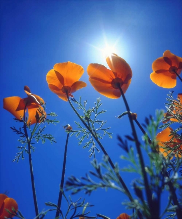 Picture of CALIFORNIA, SUNS RAYS THOUGH A CALIFORNIA POPPY