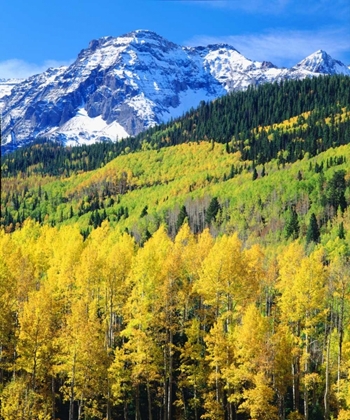 Picture of COLORADO, ROCKY MOUNTAINS, AUTUMN IN THE ROCKIES