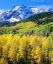 Picture of COLORADO, ROCKY MOUNTAINS, AUTUMN IN THE ROCKIES