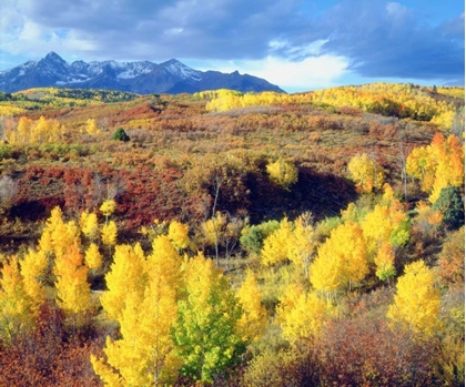 Picture of COLORADO, ROCKY MOUNTAINS, AUTUMN IN THE ROCKIES