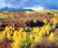 Picture of COLORADO, ROCKY MOUNTAINS, AUTUMN IN THE ROCKIES