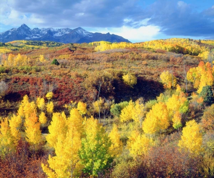 Picture of COLORADO, ROCKY MOUNTAINS, AUTUMN IN THE ROCKIES