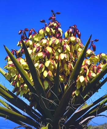 Picture of CALIFORNIA YUCCA WILDFLOWERS IN TORREY PINES SP