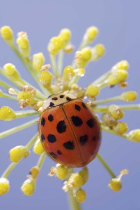 Picture of CALIFORNIA, SAN DIEGO, A LADY BEETLE ON A FLOWER