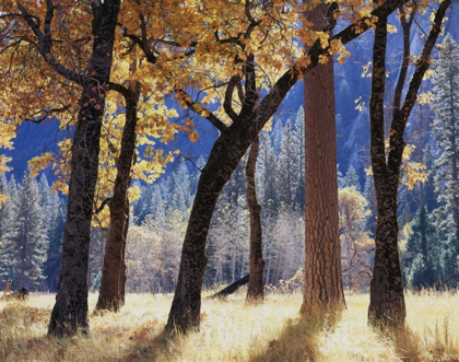 Picture of CALIFORNIA, YOSEMITE FOREST WITH AUTUMN FOLIAGE