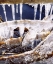 Picture of CALIFORNIA, SIERRA NEVADA, ICICLES IN THE SIERRA