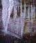 Picture of CALIFORNIA, SIERRA NEVADA ICICLES IN THE SIERRA