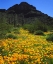 Picture of ARIZONA, ORGAN PIPE CACTUS NM FLOWERS AND CACTI