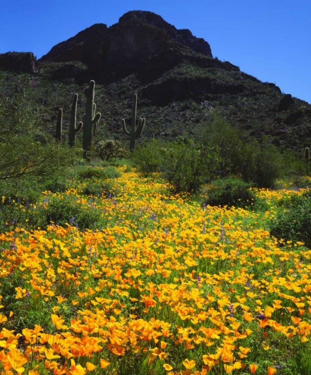 Picture of ARIZONA, ORGAN PIPE CACTUS NM FLOWERS AND CACTI