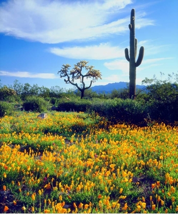 Picture of ARIZONA, ORGAN PIPE CACTUS NM FLOWERS AND CACTI