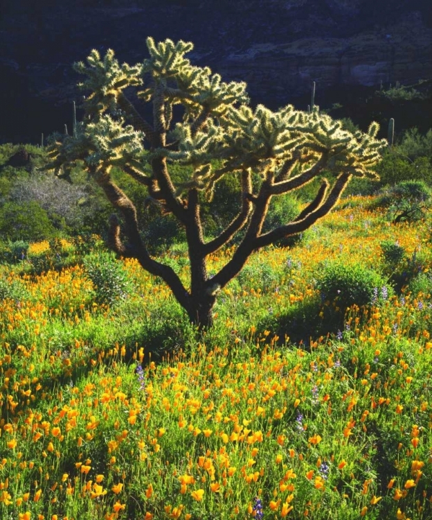 Picture of ARIZONA, ORGAN PIPE CACTUS NM FLOWERS AND CACTI