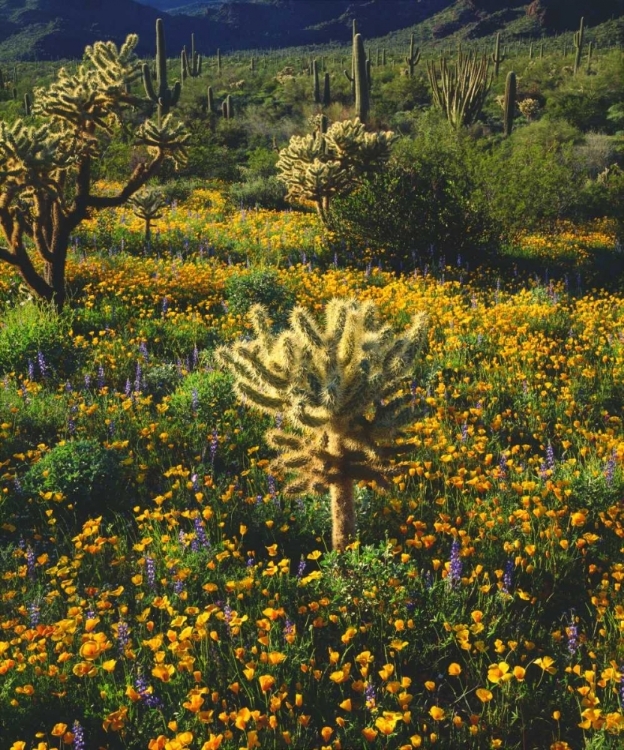 Picture of ARIZONA, ORGAN PIPE CACTUS NM FLOWERS AND CACTI