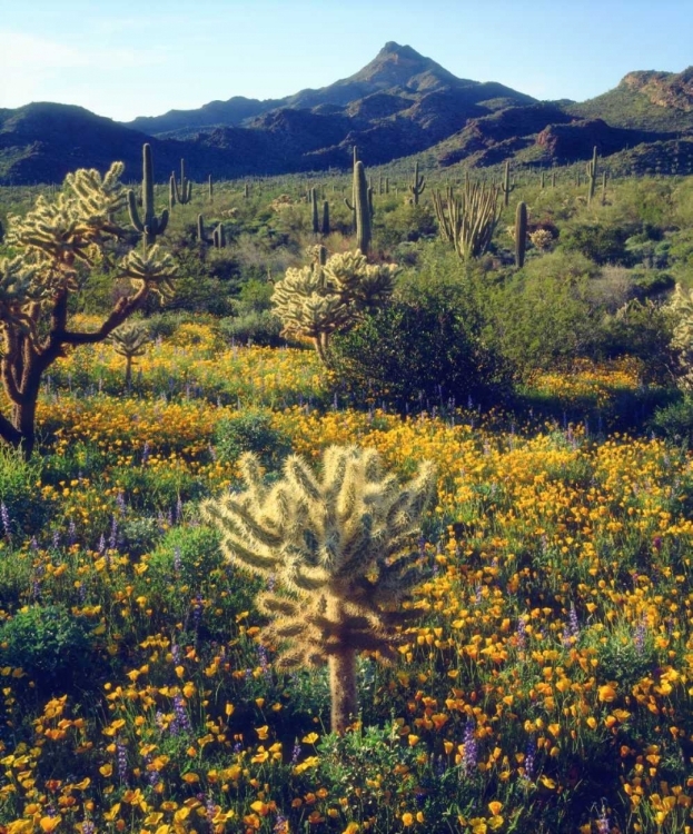 Picture of ARIZONA, ORGAN PIPE CACTUS NM FLOWERS AND CACTI