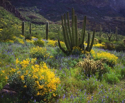 Picture of ARIZONA, ORGAN PIPE CACTUS NM FLOWERS AND CACTI