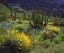 Picture of ARIZONA, ORGAN PIPE CACTUS NM FLOWERS AND CACTI