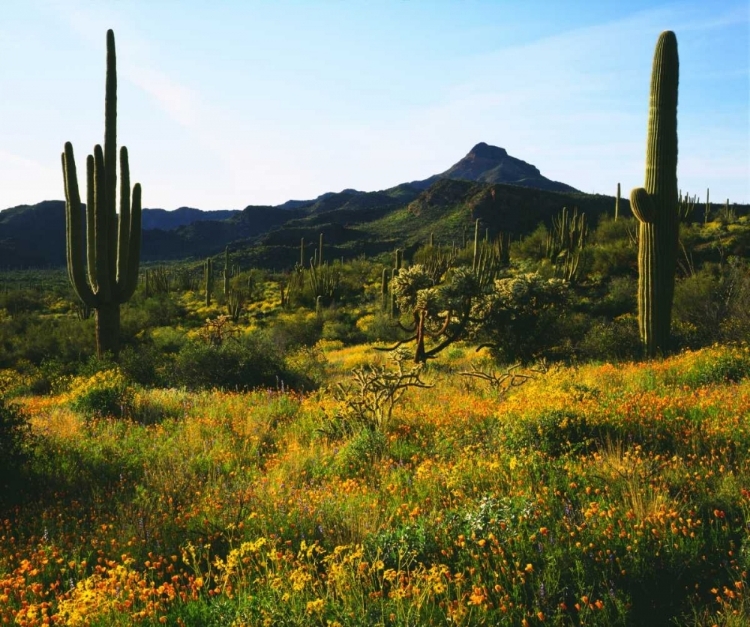 Picture of ARIZONA, ORGAN PIPE CACTUS NM FLOWERS AND CACTI