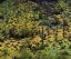 Picture of ARIZONA, ORGAN PIPE CACTUS NM FLOWERS AND CACTI