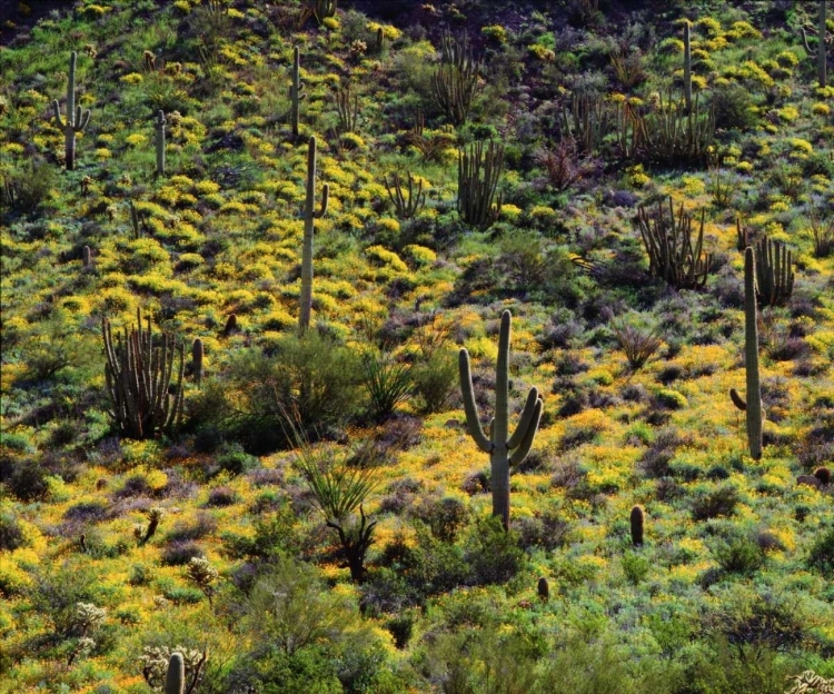 Picture of ARIZONA, ORGAN PIPE CACTUS NM FLOWERS AND CACTI