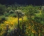 Picture of ARIZONA, ORGAN PIPE CACTUS NM FLOWERS AND CACTI