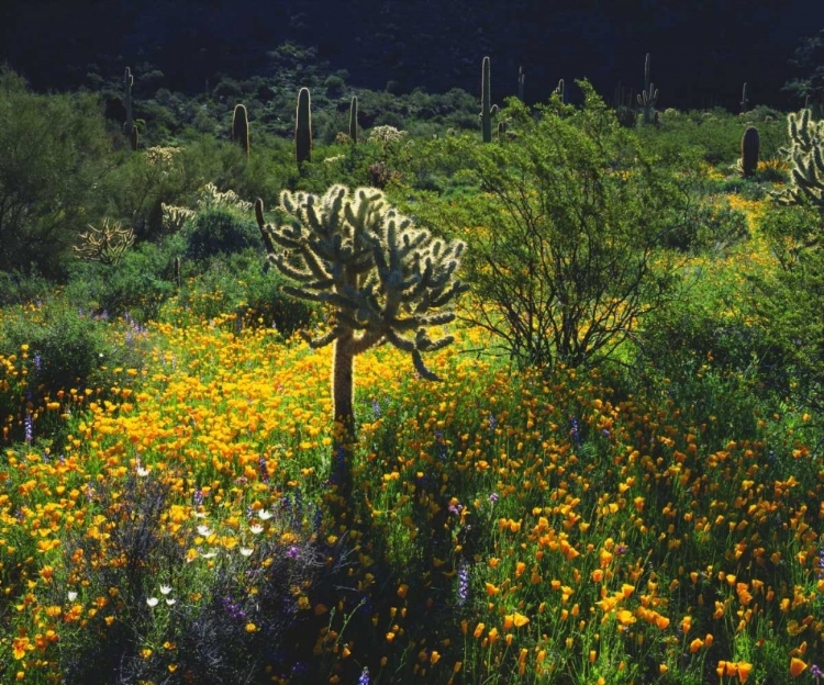 Picture of ARIZONA, ORGAN PIPE CACTUS NM FLOWERS AND CACTI