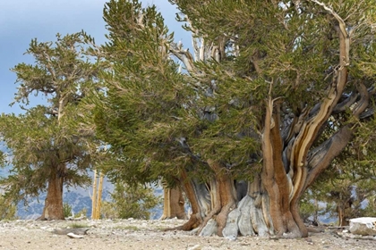 Picture of CA, ANCIENT BRISTLECONE FOREST, THE PATRIARCH