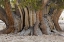 Picture of CA, ANCIENT BRISTLECONE FOREST, THE PATRIARCH