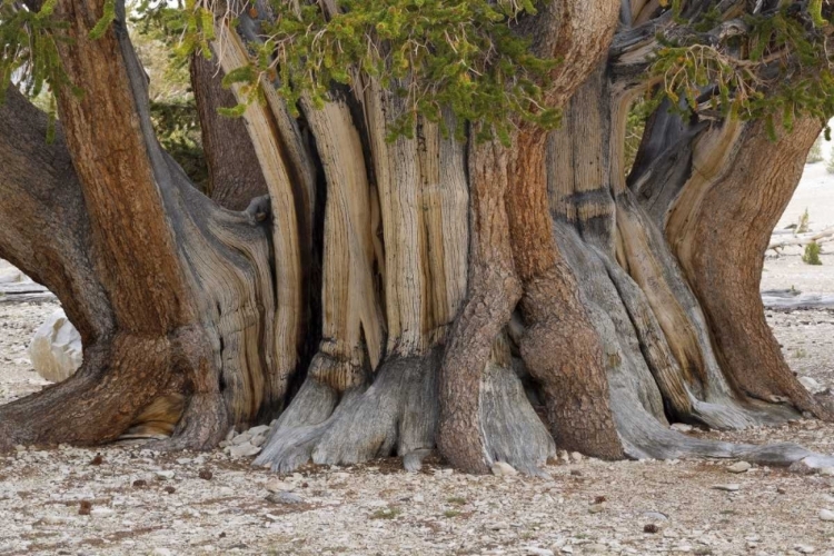 Picture of CA, ANCIENT BRISTLECONE FOREST, THE PATRIARCH