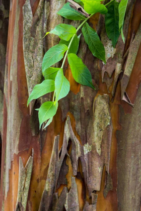 Picture of SOUTH CAROLINA, CHARLESTON CRAPE MYRTLE BARK