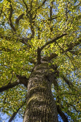 Picture of NORTH CAROLINA POPLAR IN JOYCE KILMER FOREST