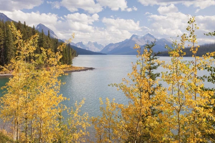 Picture of CANADA, JASPER NP MALIGNE LAKE AND MOUNTAINS