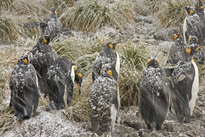 Picture of SOUTH GEORGIA ISL, KING PENGUINS IN SNOWSTORM